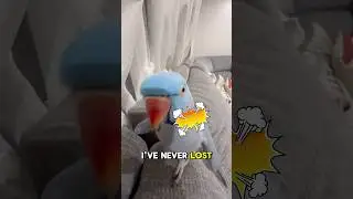 Tough bird, talking sh*t 😳 #funny #birdlife #cuteanimals #comedy #dubs #animaldubbing