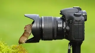 Mousecam