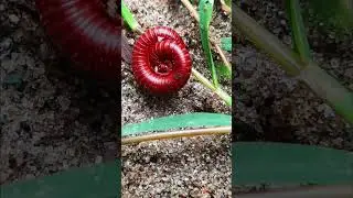 Ringa worm said : GN 38 #youtubeshorts