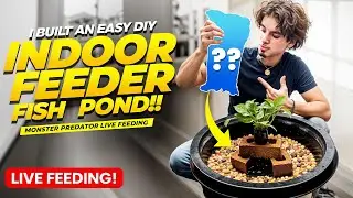 I Built an EASY DIY INDOOR FEEDER FISH POND!!! (MONSTER Predator LIVE Feeding)