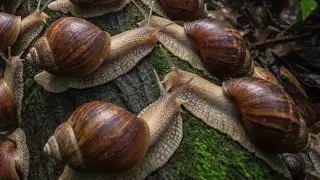 The SLOWEST Animal With 20,000 TEETH! (Snail Facts That Will BLOW Your Mind)