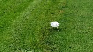 Walter Hall golf course 2020