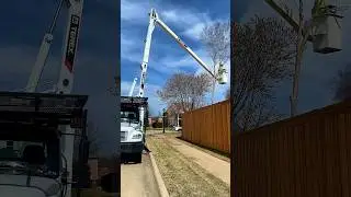 Effortless Tree Removal (Bucket Truck)