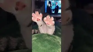 Rate these adorable paws - Cat Lover Must Watch! 😻❤️