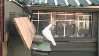 Pigeon Man