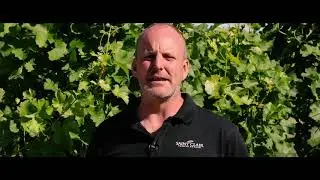 Saint Clair Family Estate - Pioneer Block 3 Sauvignon Blanc