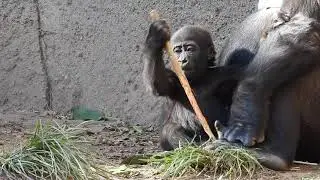 Gorilla Angela and Her Peel and Eat Stick @ the Los Angeles Zoo