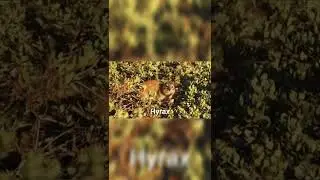 Hyrax sounds #shorts#animal#animalsounds#hyrax#hyraxsounds