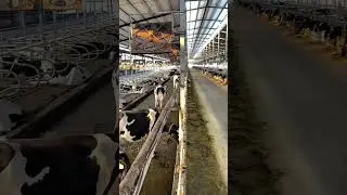 what is your dream❓️ #animals #youtubeshorts #farming #dream