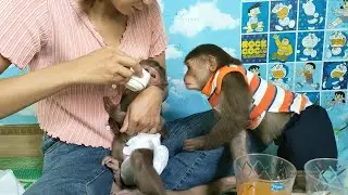 Mimi monkey takes medicine and eats some fruit