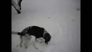 Roxie - snow dog1