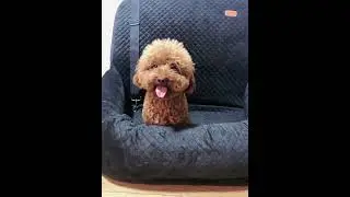 Dog Car Seat with Belt Soft Pet Travel Bed-Removable Washable #puppy