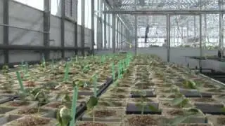 Rooftop greenhouse takes organic to new heights