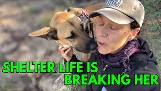 Shelter Life Is Breaking Her 💔 Meet Canela, a Sweet Dog Who Needs a Home