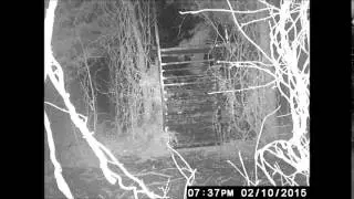 farm hog escape