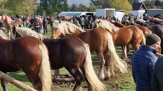 Târgul de cai de la Volovăț  / Bucovina 12 Octombrie 2025