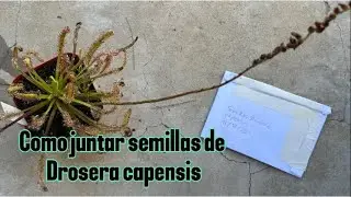 Cómo juntar semillas de Drosera capensis