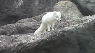 National Fox Day 2025