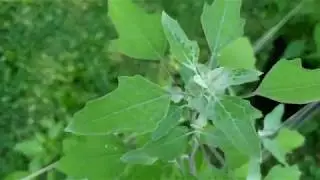 Lamb's Quarter identification