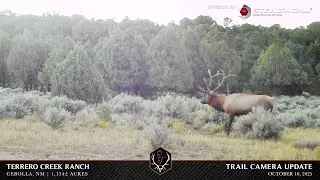 Terrero Creek Ranch- Trail Camera Video_10.10.2025