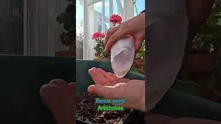 Starting Geraniums from Seed! 🌺 // Garden Answer