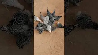 Poultry farming #chicken #chicks #chickendinner #wildlifephotography #chicksthatride