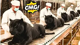 Inside the Black Tiger Fur Factory How it became a multi-million dollar luxury item |Mass Production
