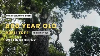 800 Year Old Rimu Tree & New Zealand Botanical Gardens (4K)
