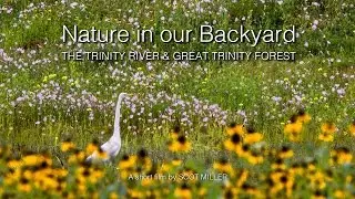 Nature in our Backyard: The Trinity River & Great Trinity Forest, Dallas, TX