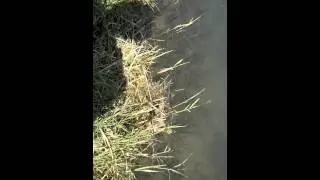 Wildratte zeigt ihre Schwimm- und Tauchfertigkeit