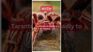 Unraveling Truth: Separating Myth from Fact #shorts