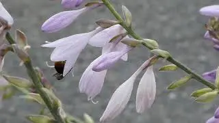 Bumblebees Pollinate Plantain Lily Flowers 240fps