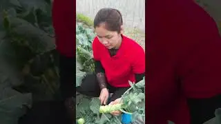 Harvesting 1000+KG of giant green cauliflower from the garden to sell - Cooking traditional dishes.