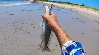Big Windy Harbour Whiting!