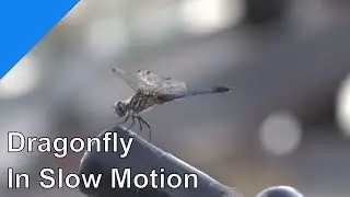 Dragonfly Landings And Takeoffs In Slow Motion