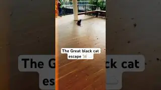 Trying to Befriend a Black Cat is Impossible! 😂🐈&zwj;⬛