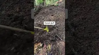 Trail building in old forest #outdoors