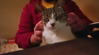 Cat Receives Special 
