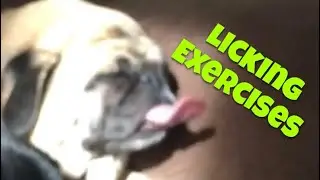 Funny Pug Sleeping -  Try Not to Laugh - Cute Pug Videos