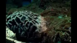 #CoralTimelapse - Hydnophora sp. attacking a Platygyra sp.