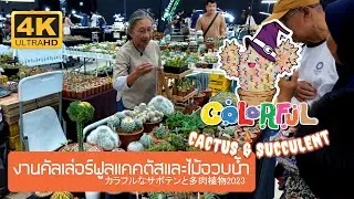 งานคัลเล่อร์ฟูลแคคตัสและไม้อวบน้ำ 2024 Colorful Cactus & Succulent Fair 2024 Bangkok Thailand バンコクタイ