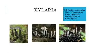 Xylaria