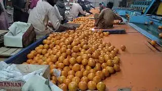 Orange processing and packing factory tour Sargodha Pakistan