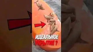 🦭 Почему тюлени любят руль корабля