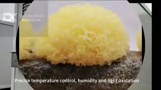Precise temperature control, moisture and light oxidation, preventing pests and diseases. 