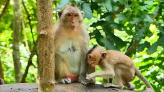Mama, I Want More Milk! Little Vitchie Is So Adorable /monkeynaturekh/
