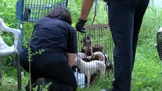 Underneath animal hoarding: Who hoards, why and how experts say we should help them