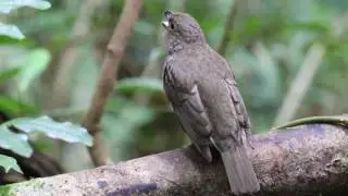 Tooth-Billed Bowerbird (Scenopoeetes dentirostris) - Birds of Australia