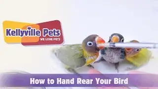 Kellyville Pets | How To Hand Rear Your Bird