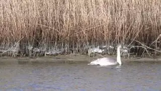 Vroege Vogels - Wilde zwanen met de vos